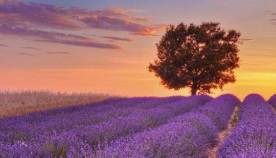 Provenza, profumo di lavanda